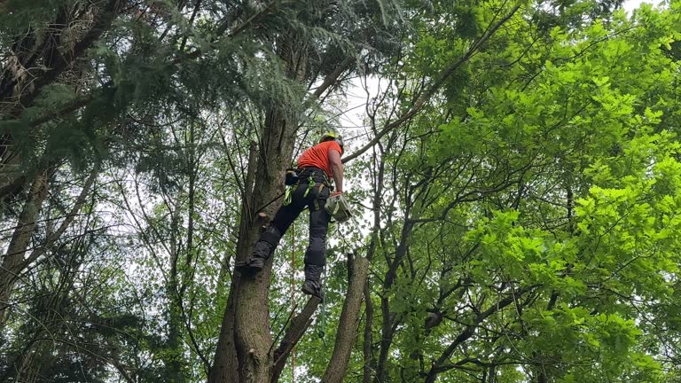 How Our Tree Care Process Works  in  Redmond, WA